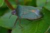 Nezara viridula